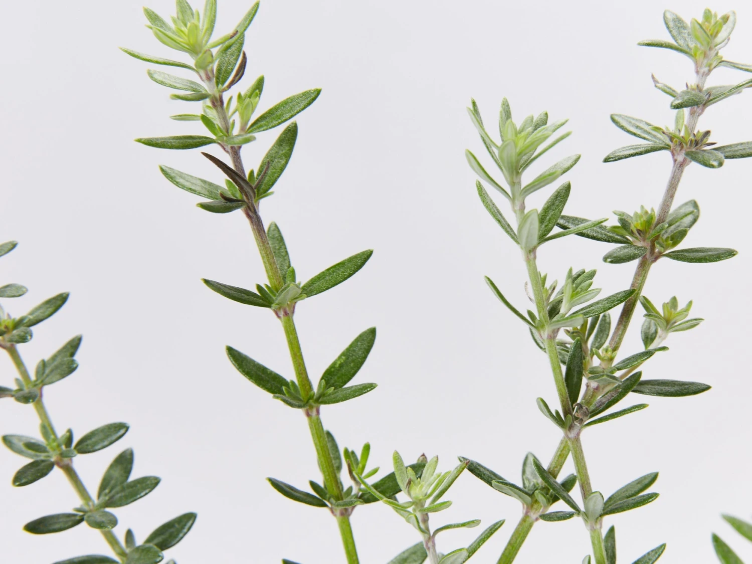 Westringia Fruticosa Zena - Image 2