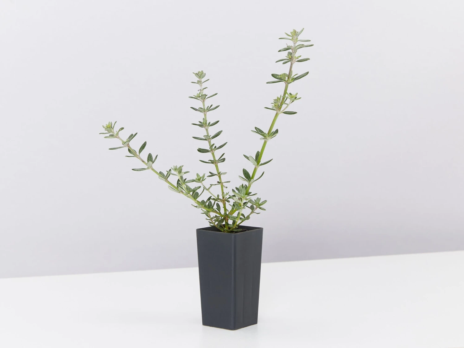 Westringia Fruticosa Zena - Image 4