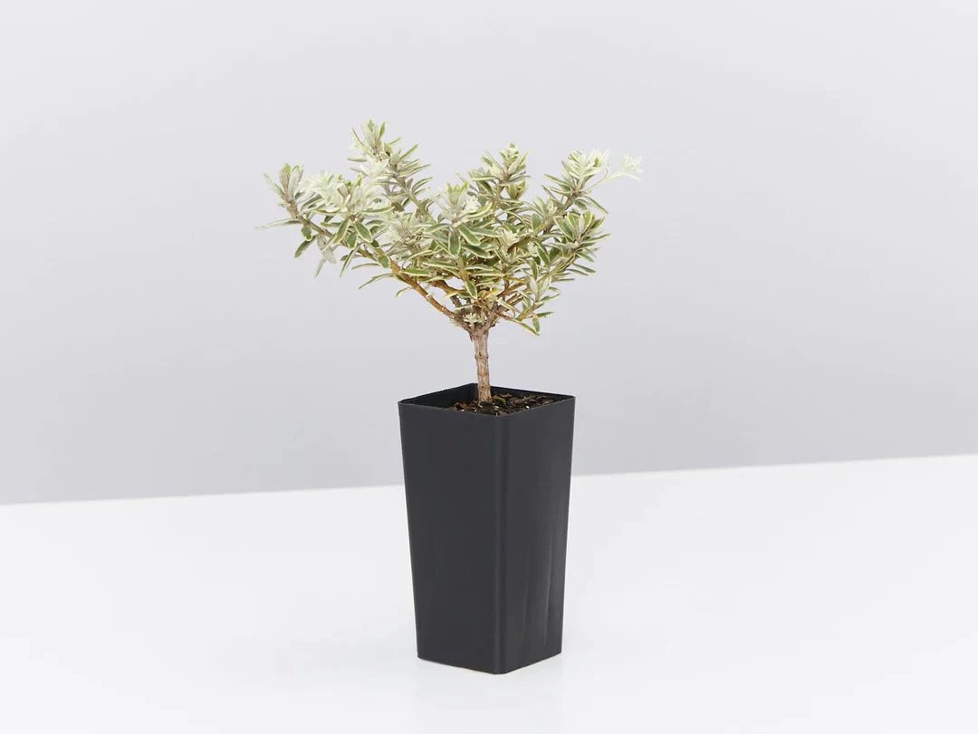 Silvery Grey & Blue Foliage Collection - Image 6