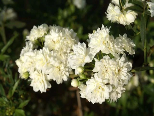 Rosa Banksiae Alba - Image 2