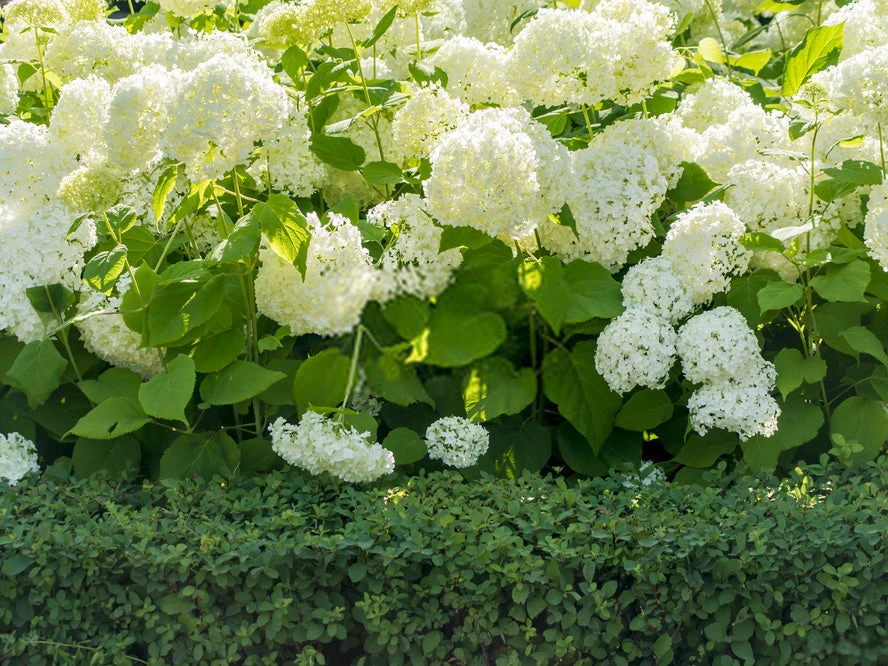 Hydrangea Alba - Image 2