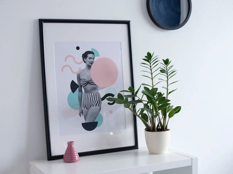 Zamioculcas Zamiifolia - Zanzibar Gem - 85mm - Image 6