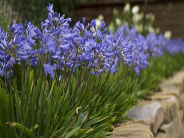Agapanthus Dwarf Blue - Image 2