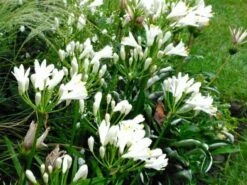 Agapanthus Dwarf White