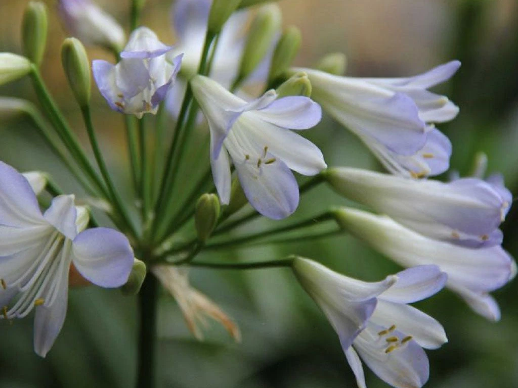 Agapanthus Orientalis Silver Baby - Image 2