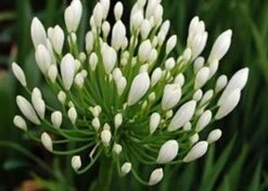 Agapanthus Orientalis White
