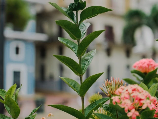Ixora Peach Malay - Image 3