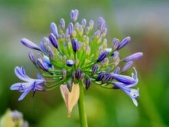 Agapanthus Dwarf Blue