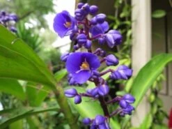 Dichorisandra Thyrsiflora Blue Ginger