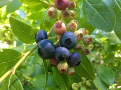 Blueberry Vitality Trees