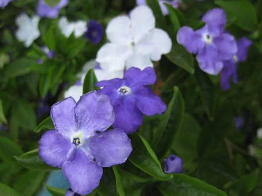 Brunfelsia Latifolia "Yesterday, Today And Tomorrow" - Image 3