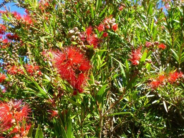 Callistemon Viminalis Rose Opal (Compact Bottlebrush) - Image 2