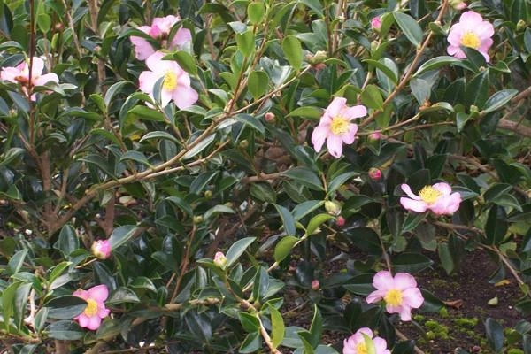 Camellia Sasanqua 'Plantation Pink' (pale Pink Flower) - Image 3