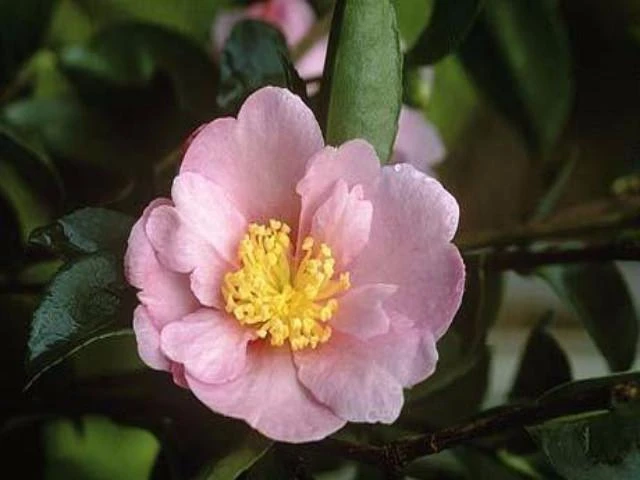 Camellia Sasanqua 'Plantation Pink' (pale Pink Flower) - Image 2