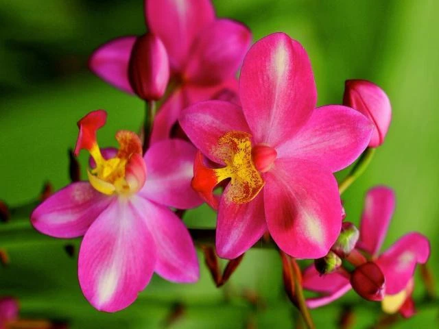 Spathoglottis Rockin Plum - Image 2