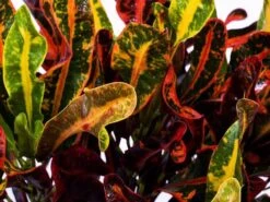 Codiaeum Variegatum Mammy