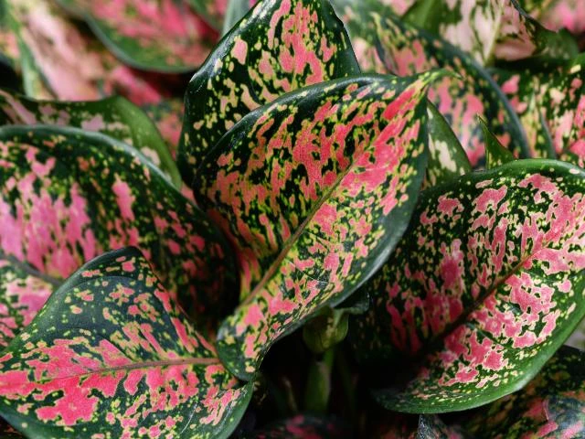 Aglaonema -Red Valentine - Image 4
