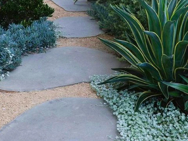 Dichondra Silver Falls - Image 4