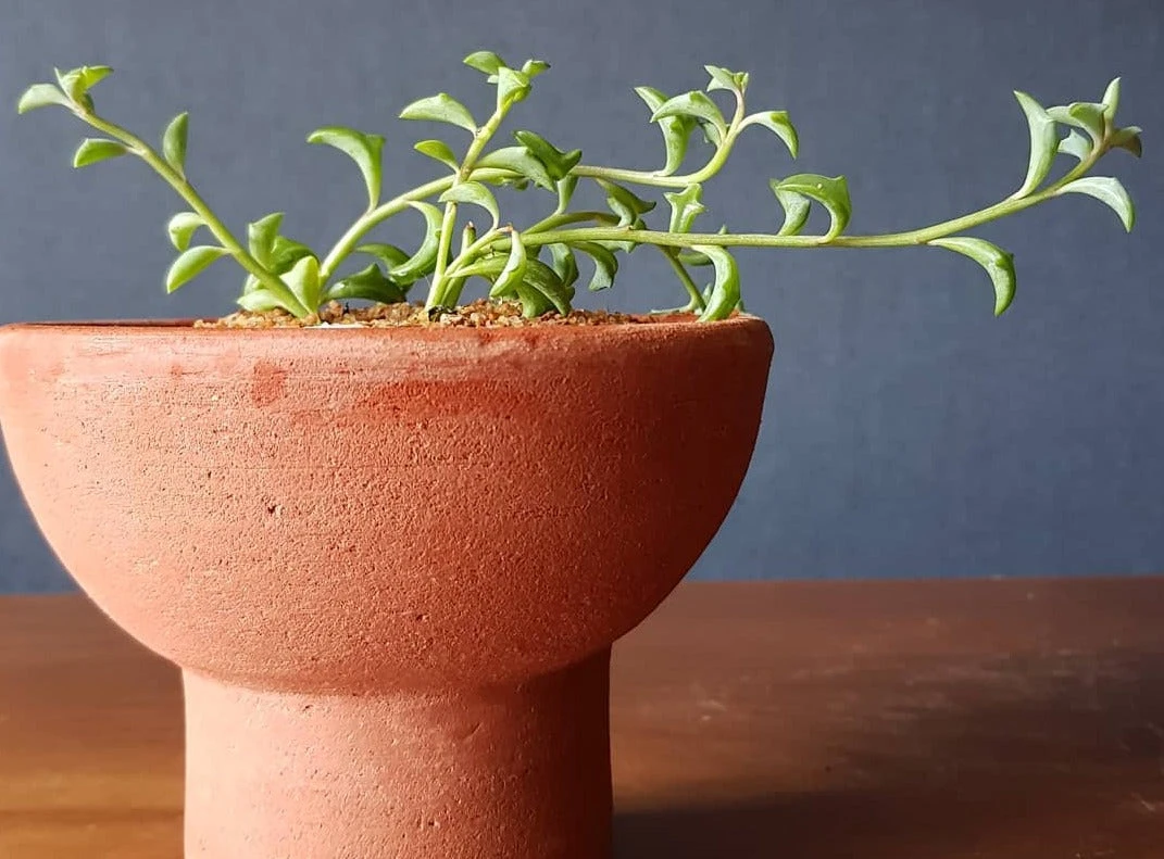 Senecio Peregrinus String Of Dolphins - Image 6