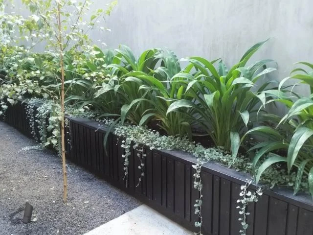 Dichondra Silver Falls - Image 7