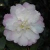 Camellia Sasanqua Little Pearl