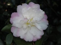 Camellia Sasanqua Little Pearl