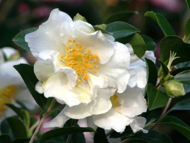 Camellia Sasanqua Setsugekka