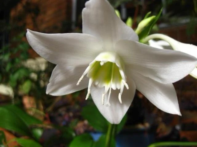 Eucharis X Grandiflora Eucharist Lily - Image 2