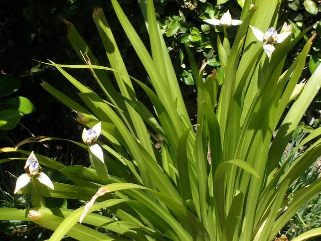 Neomarica Northiana 'Walking Iris' Plant Packs - Image 3