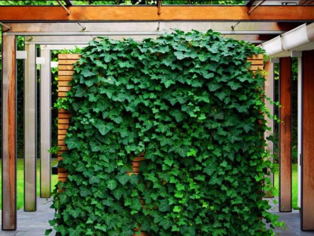 Hedera Helix "Star" - Image 6