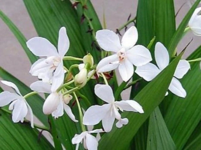 Assorted Box Of Flowering Orchids 'Spathoglottis' - Larger Size - Image 7