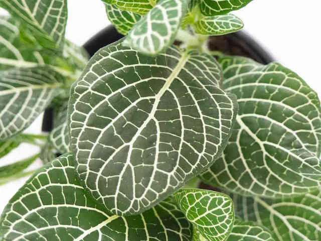 Fittonia Starlight - Green - Image 6