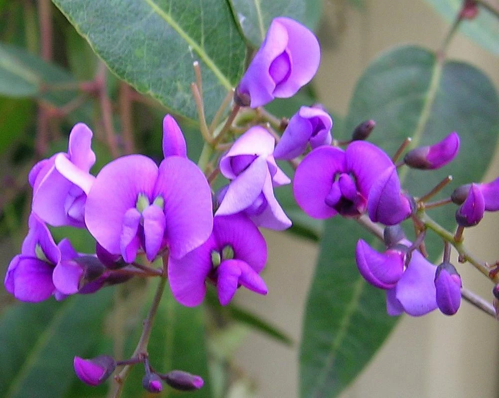 Hardenbergia Violacea - Image 3
