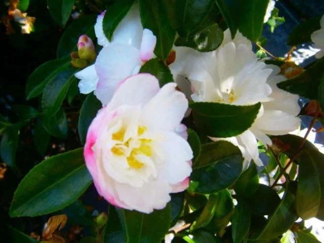 Camellia Sasanqua 'Pure Silk' (white Flower With Pink Edge) - Image 2