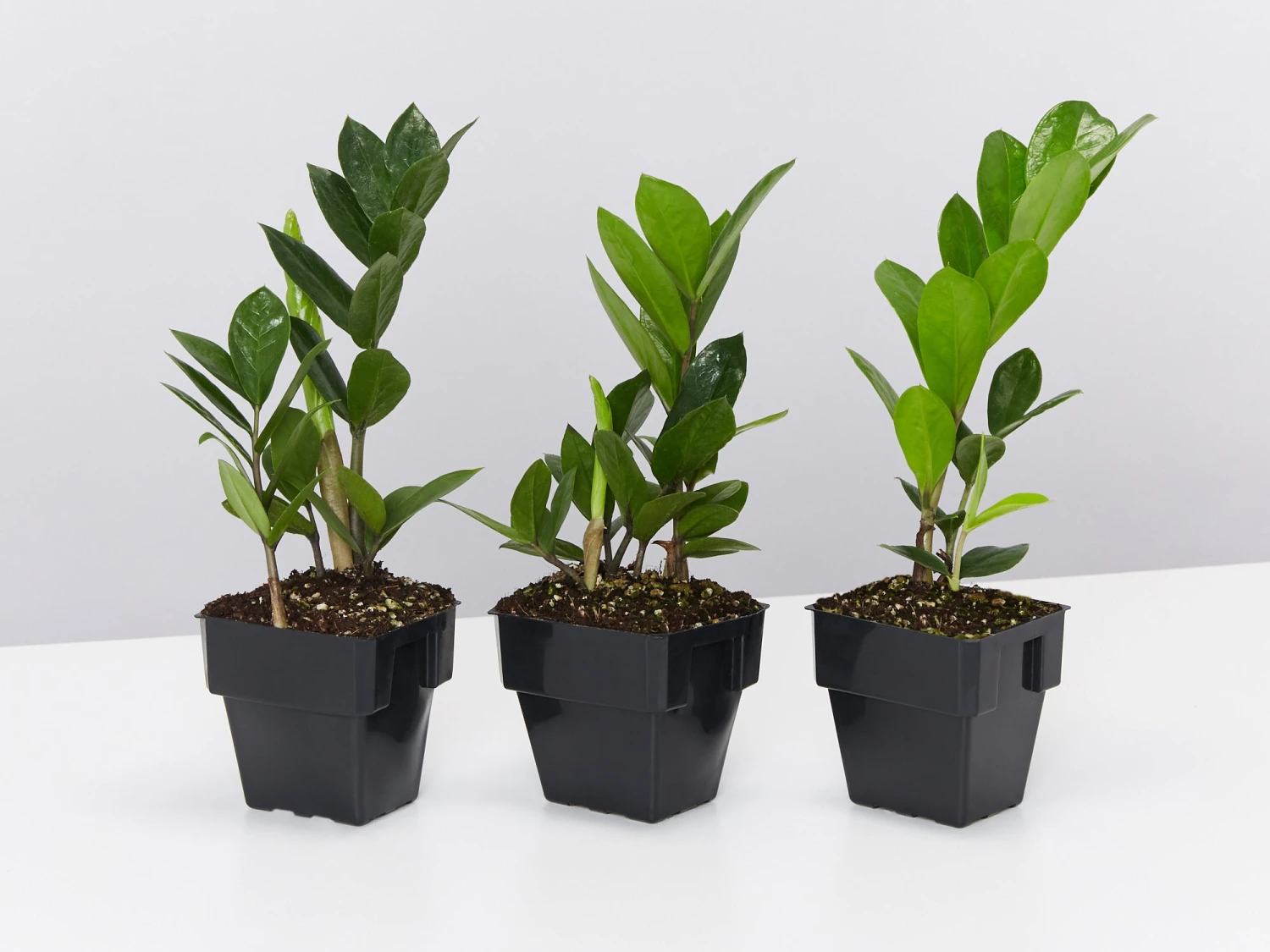 Zamioculcas Zamiifolia - Zanzibar Gem - 85mm