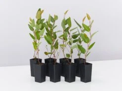 Hardenbergia Violacea Purple Spray