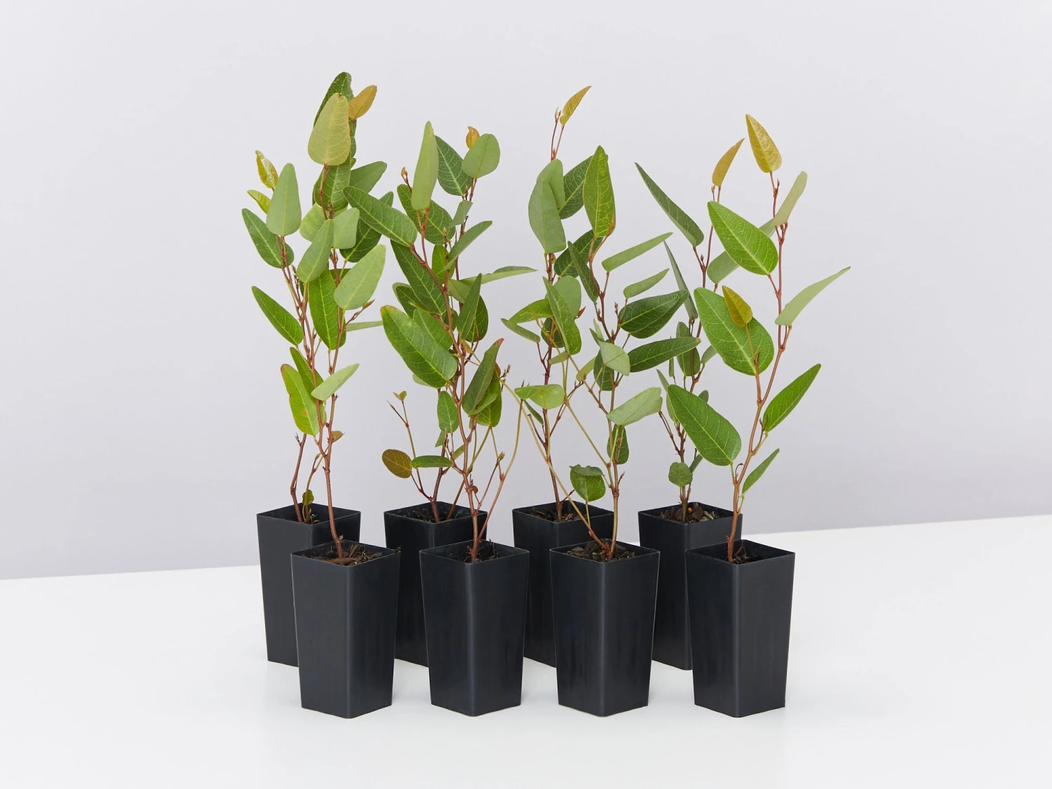 Hardenbergia Violacea Purple Spray