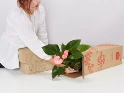 Elho Eco Friendly ♻️Gift Box - Anthurium