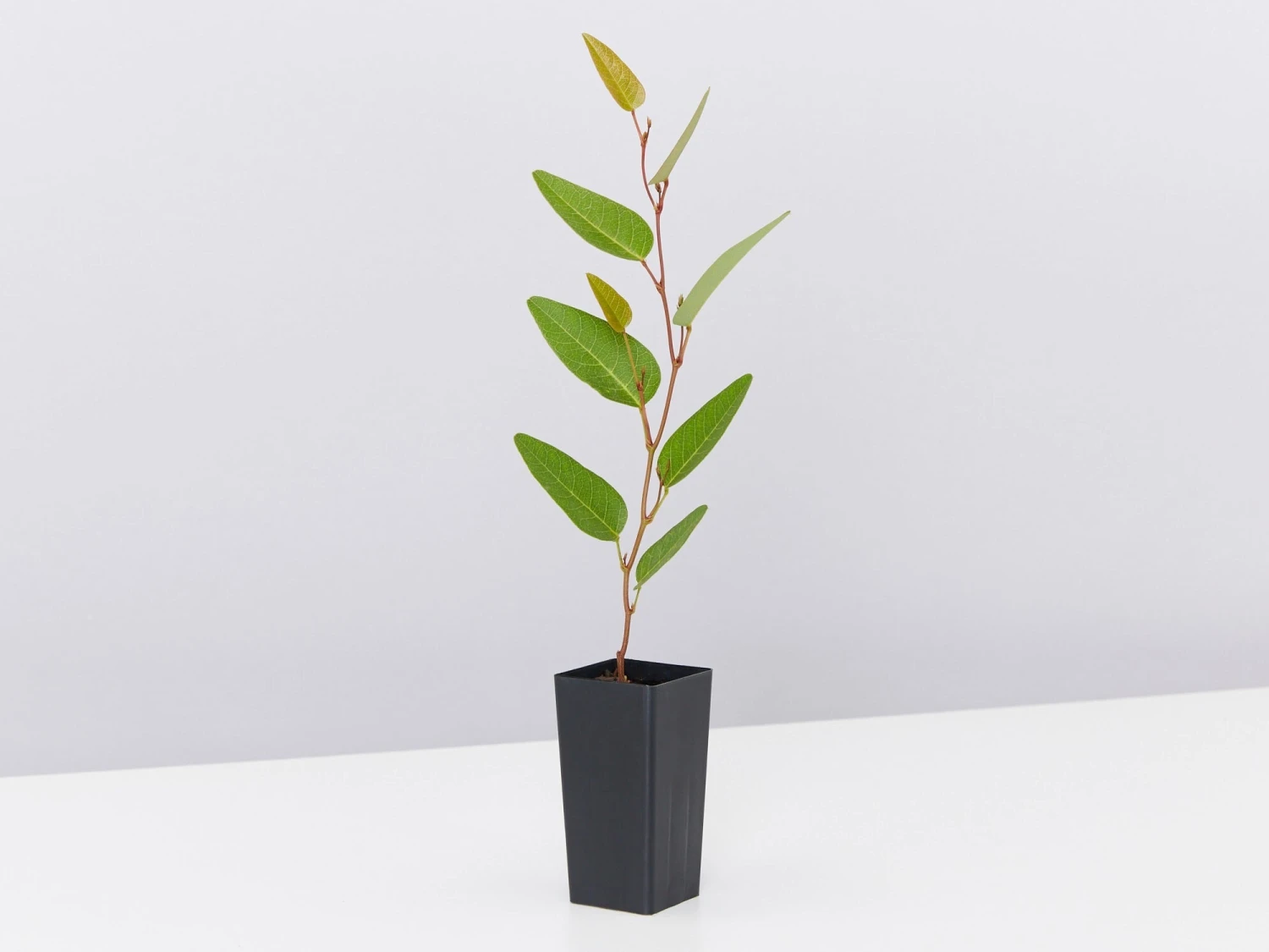 Hardenbergia Violacea Purple Spray - Image 4