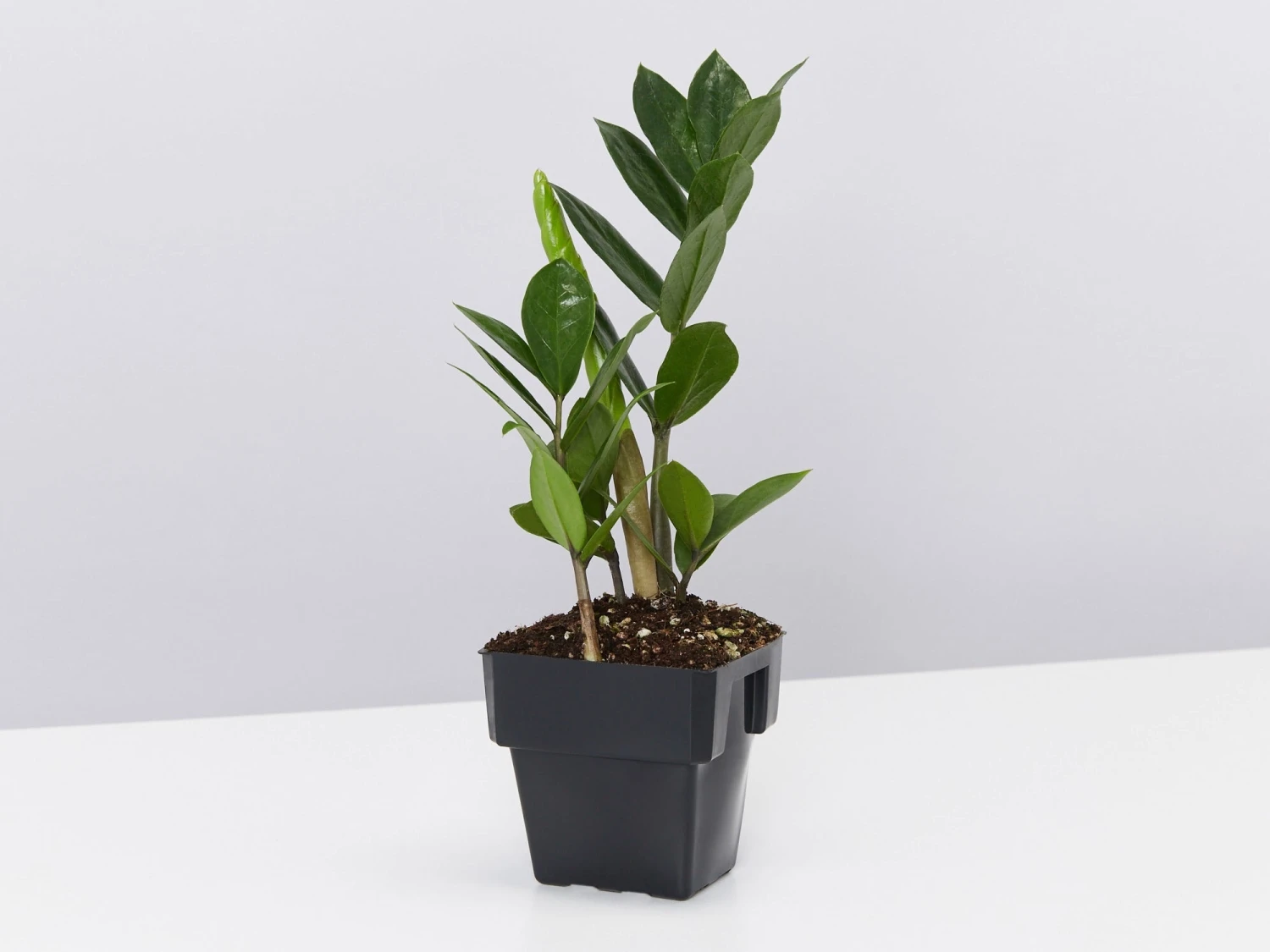 Zamioculcas Zamiifolia - Zanzibar Gem - 85mm - Image 3