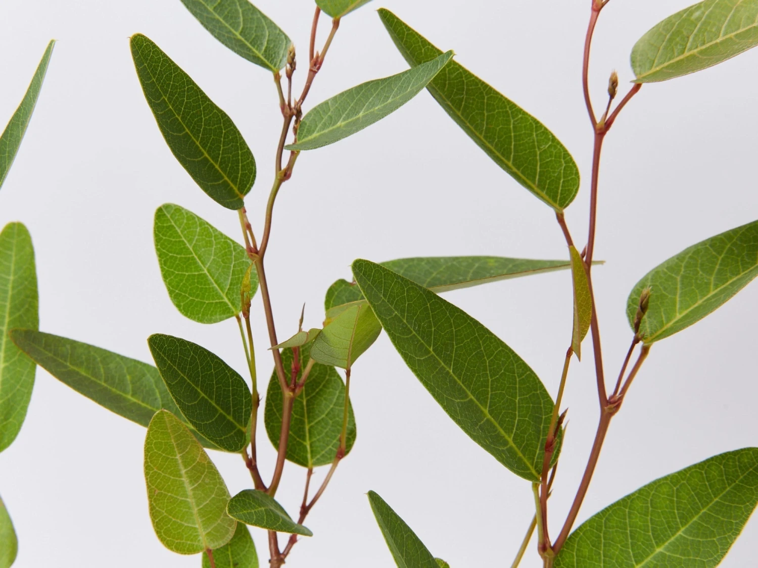 Hardenbergia Violacea Purple Spray - Image 3