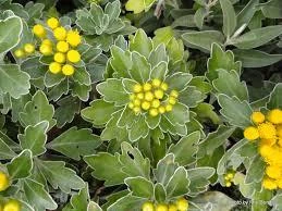 Chrysanthemum Silver And Gold - Image 2
