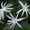 Jasminum Nitidum
