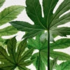 Fatsia Japonica