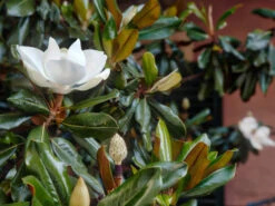 Magnolia Grandiflora Little Gem