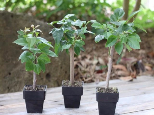 Bougainvillea Clifton Belle - 85mm - Image 4