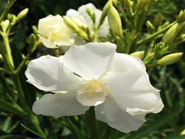 Nerium Oleander "Madonna" - Image 3