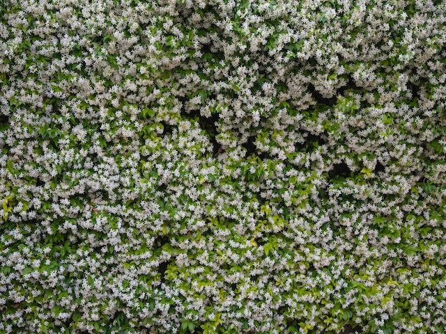 Star Jasmine Hedging Or Ground Cover Pack - Image 3