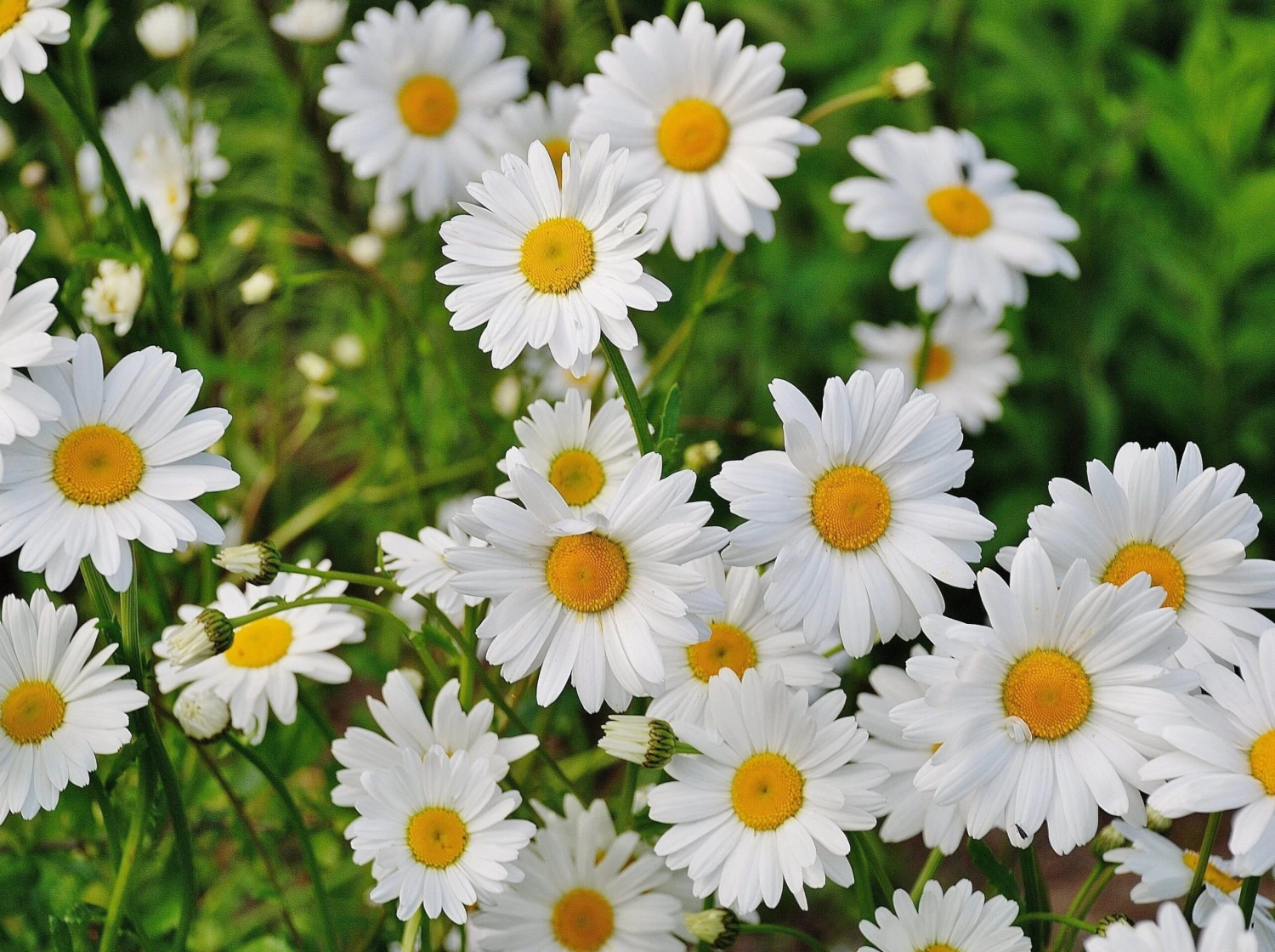 Chrysanthemum Snowland Daisy - Image 2