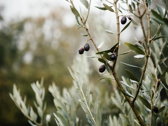 Olea Europaea Frantoio 'Olive Tree' - Image 2